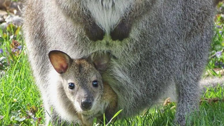 Detroit Zoo "devastated" to announce it's calling off search for missing wallaby joey