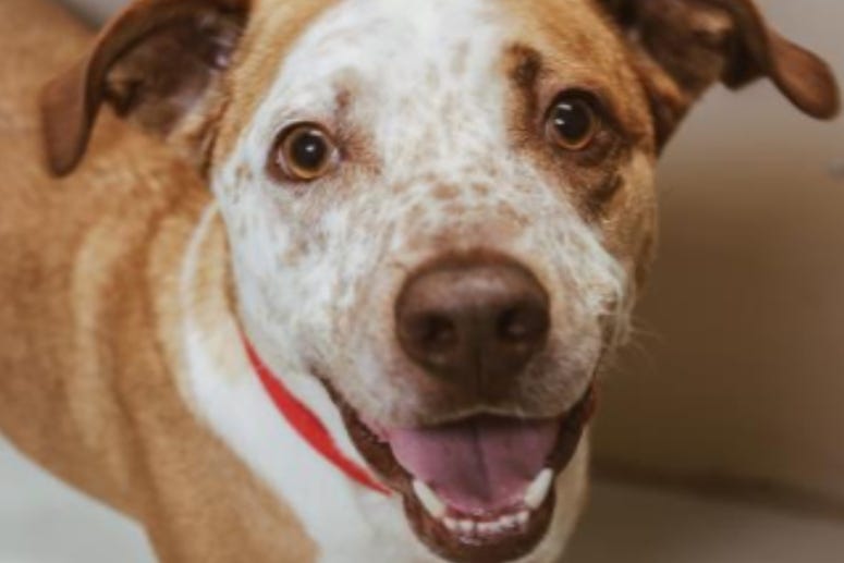 Johnny @ Austin Humane Society July 2020