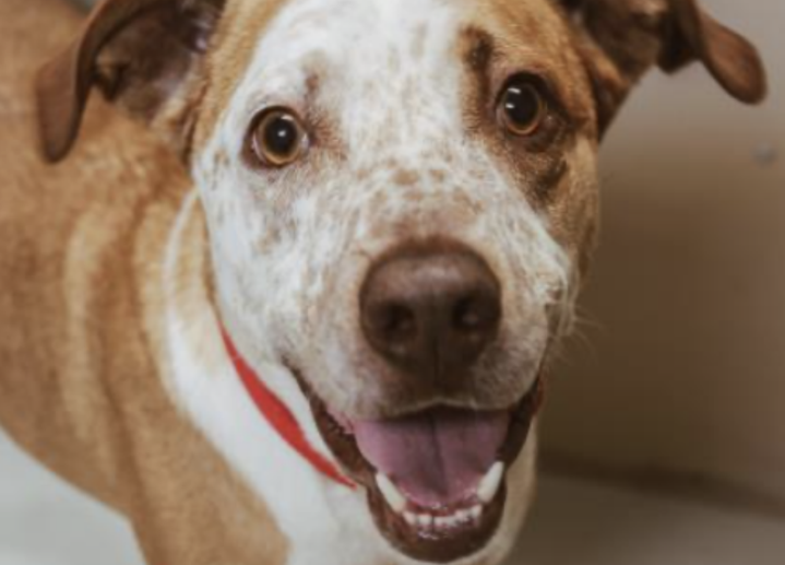 Johnny @ Austin Humane Society August  2020