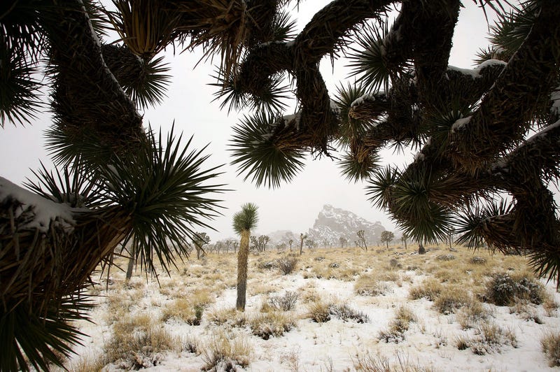 Snow blankets the cacti at Joshua Tree National Park in Southern California. 