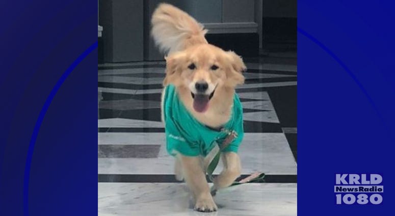 Cook Children's Hospital Therapy Dog Journey