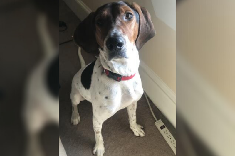 PSPCA Pet of the Week with Bennett: Journey