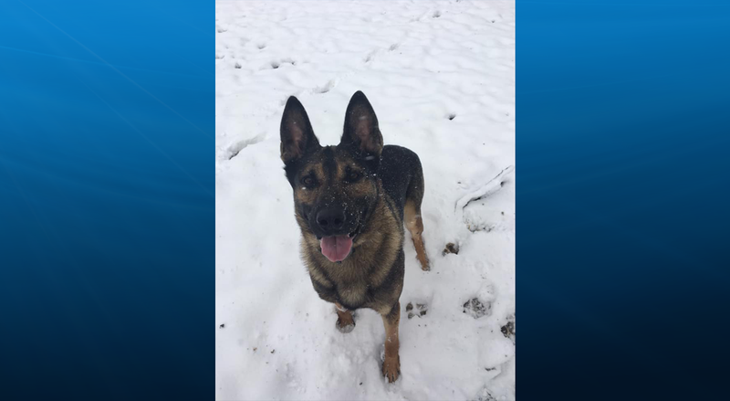 K9 Officer Junior in the snow