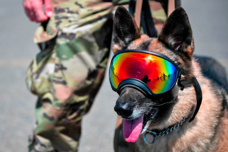 Military dog