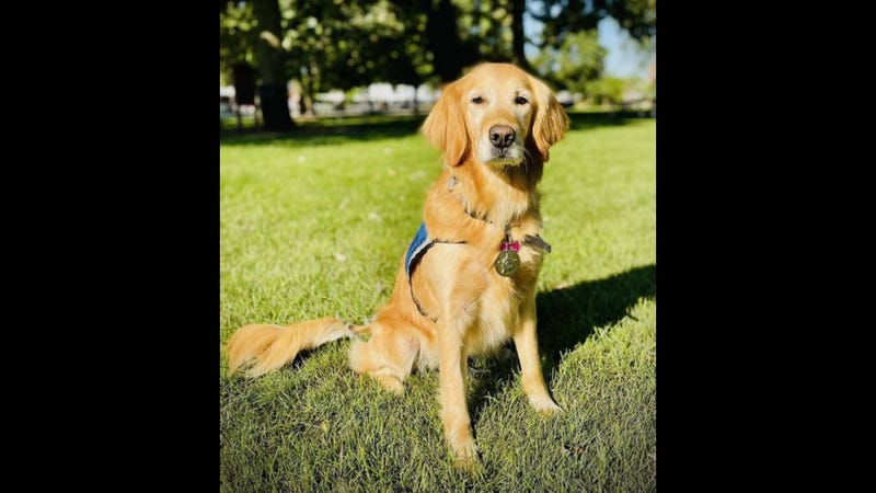 Chloe the therapy dog, golden retriever