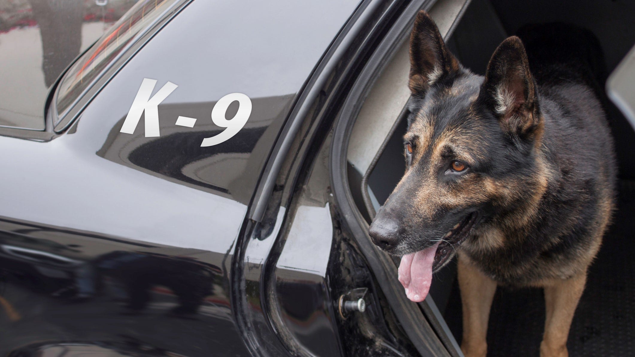 K-9 chomps suspected thief's backside as he begs for help