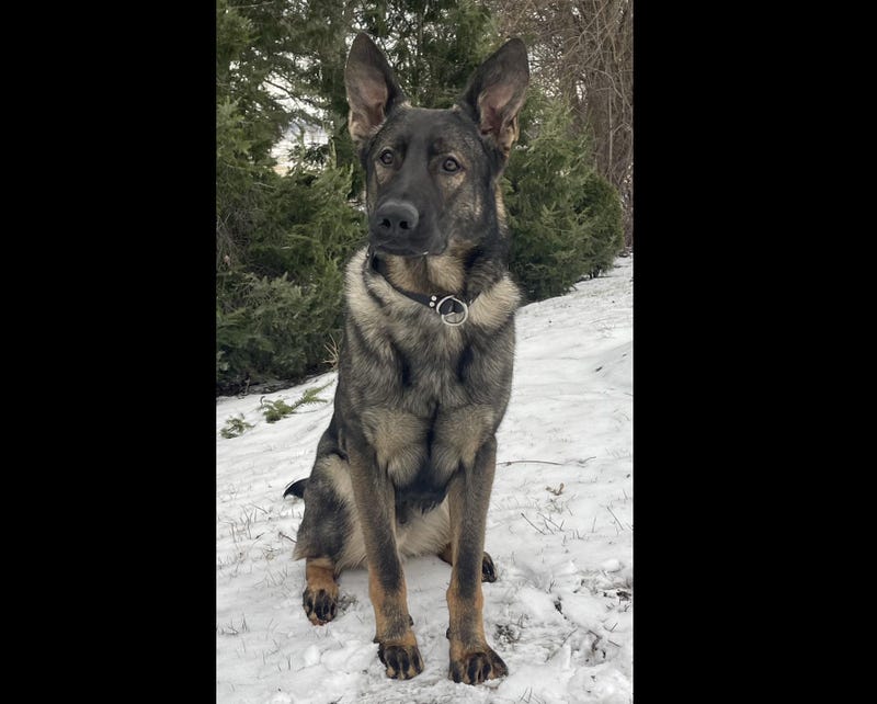 K-9 Lux