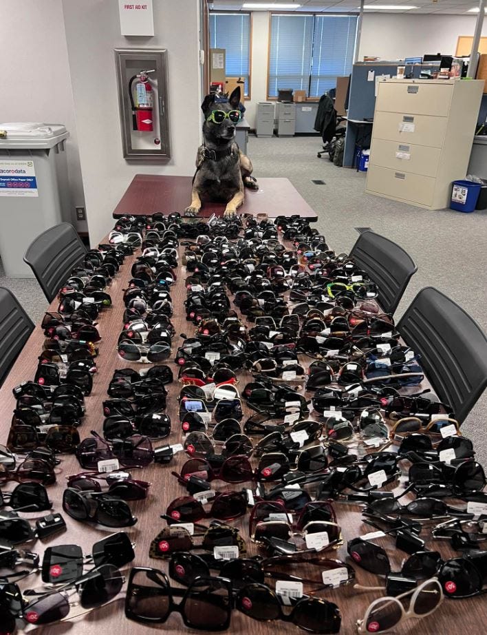 Table of stolen sunglasses recovered by police with a K9 wearing sunglasses