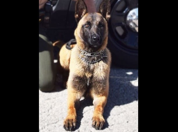 K-9 Officer Riggs