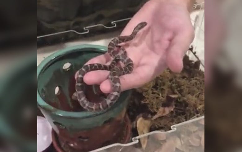 LI Basement Snake