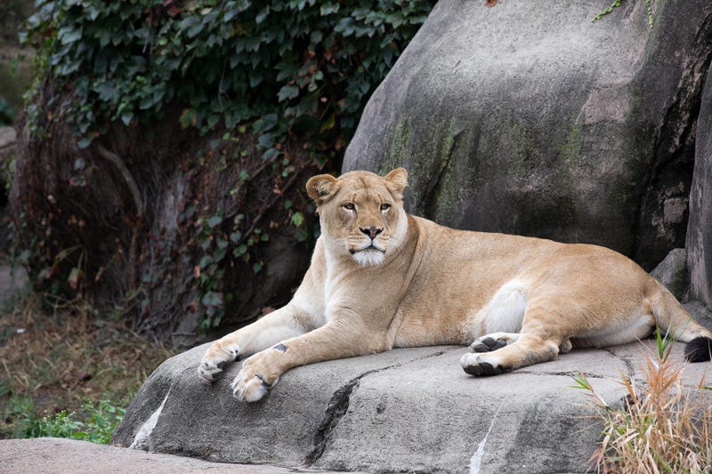 Kamali, Lincoln Park Zoo female lion