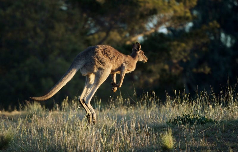 Kangaroo