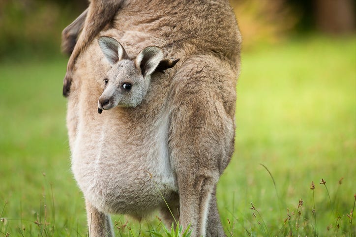 baby kangaroo