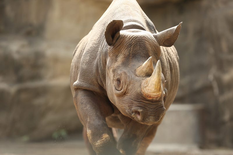 13-year-old female eastern black rhinoceros Kapuki