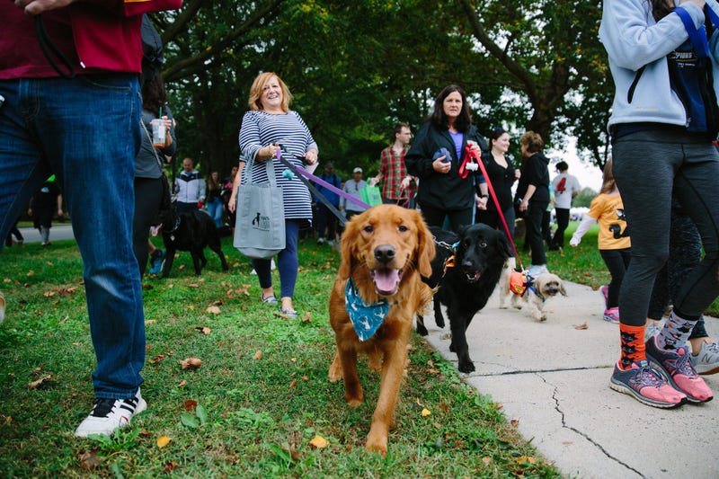 Mutt Strut