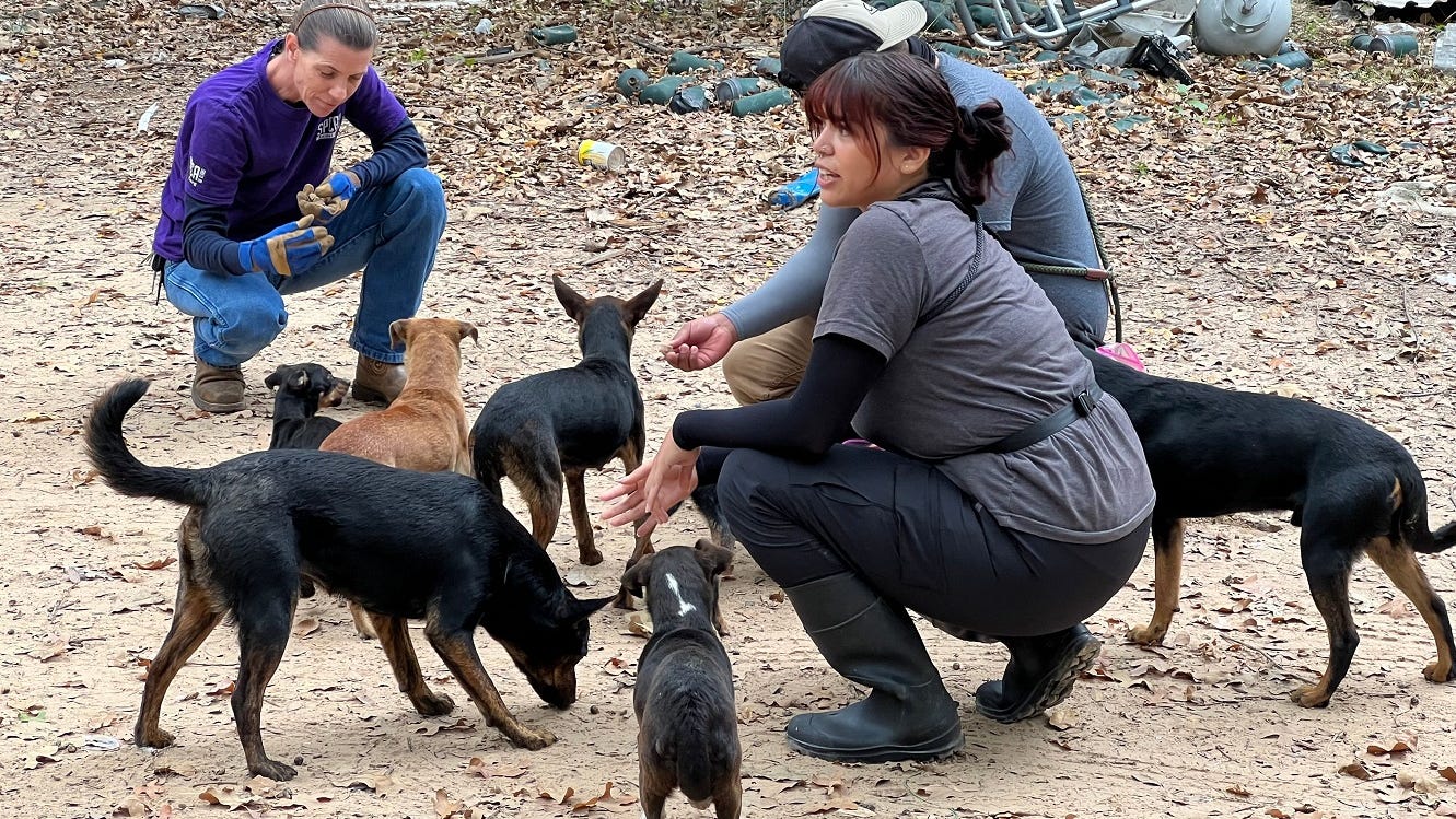 SPCA rescues 18 dogs from Kaufman County