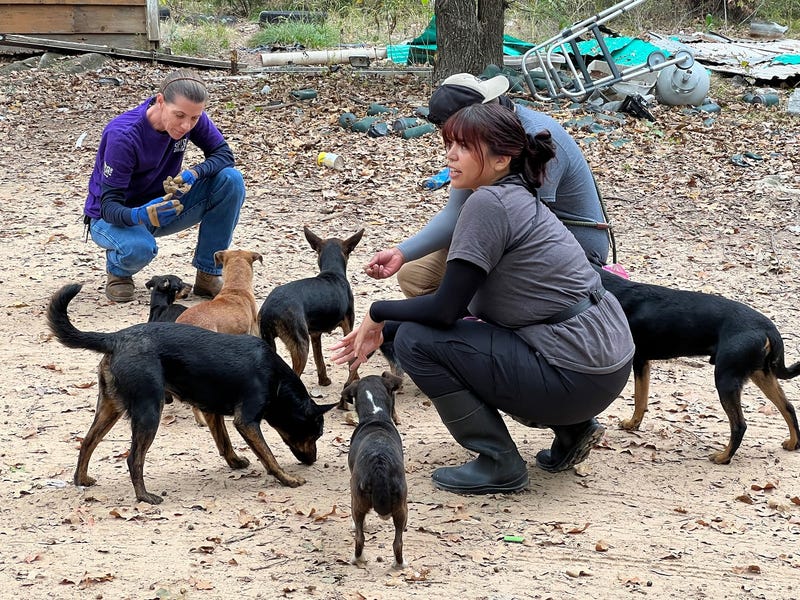 SPCA of Texas