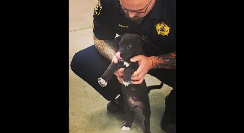 KC, New Kane County Jail Therapy Dog