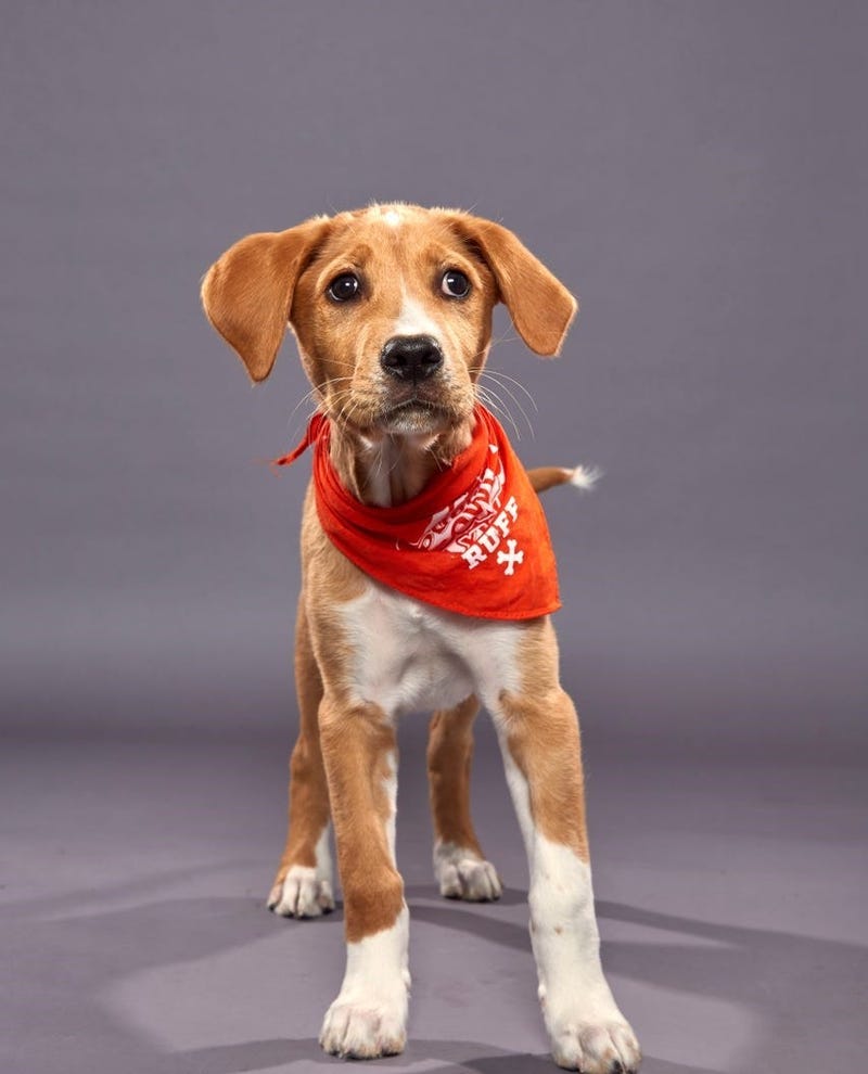 Kenny From Animal Friends