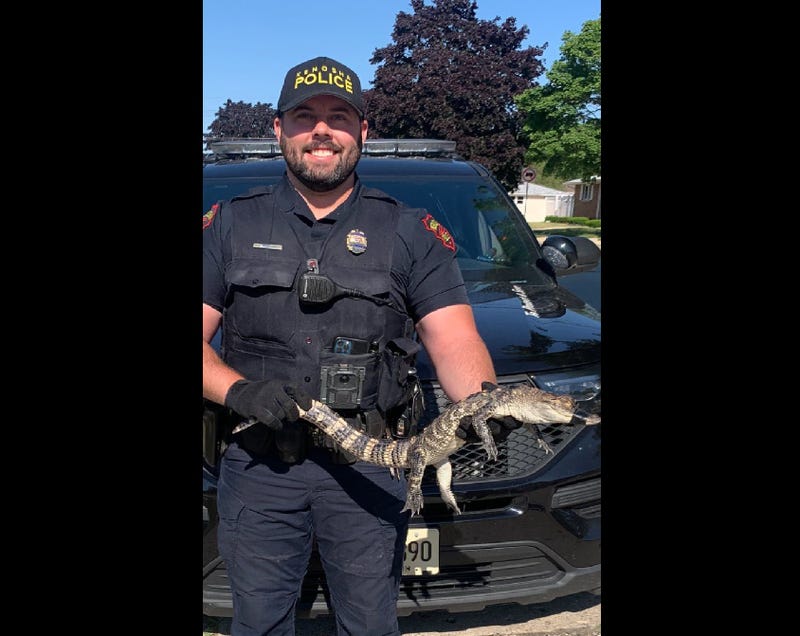 Pet gator shown in arms of Kenosha police officer