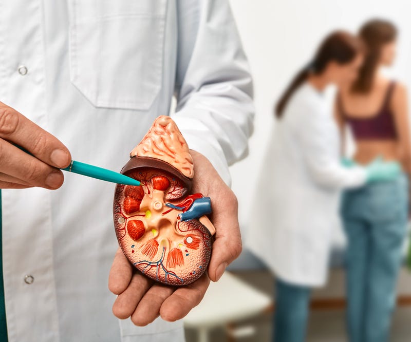 Doctor holding cross section of kidney model