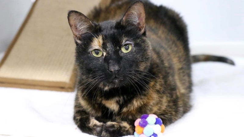 Kiki @ Austin Humane Society 2/26/25