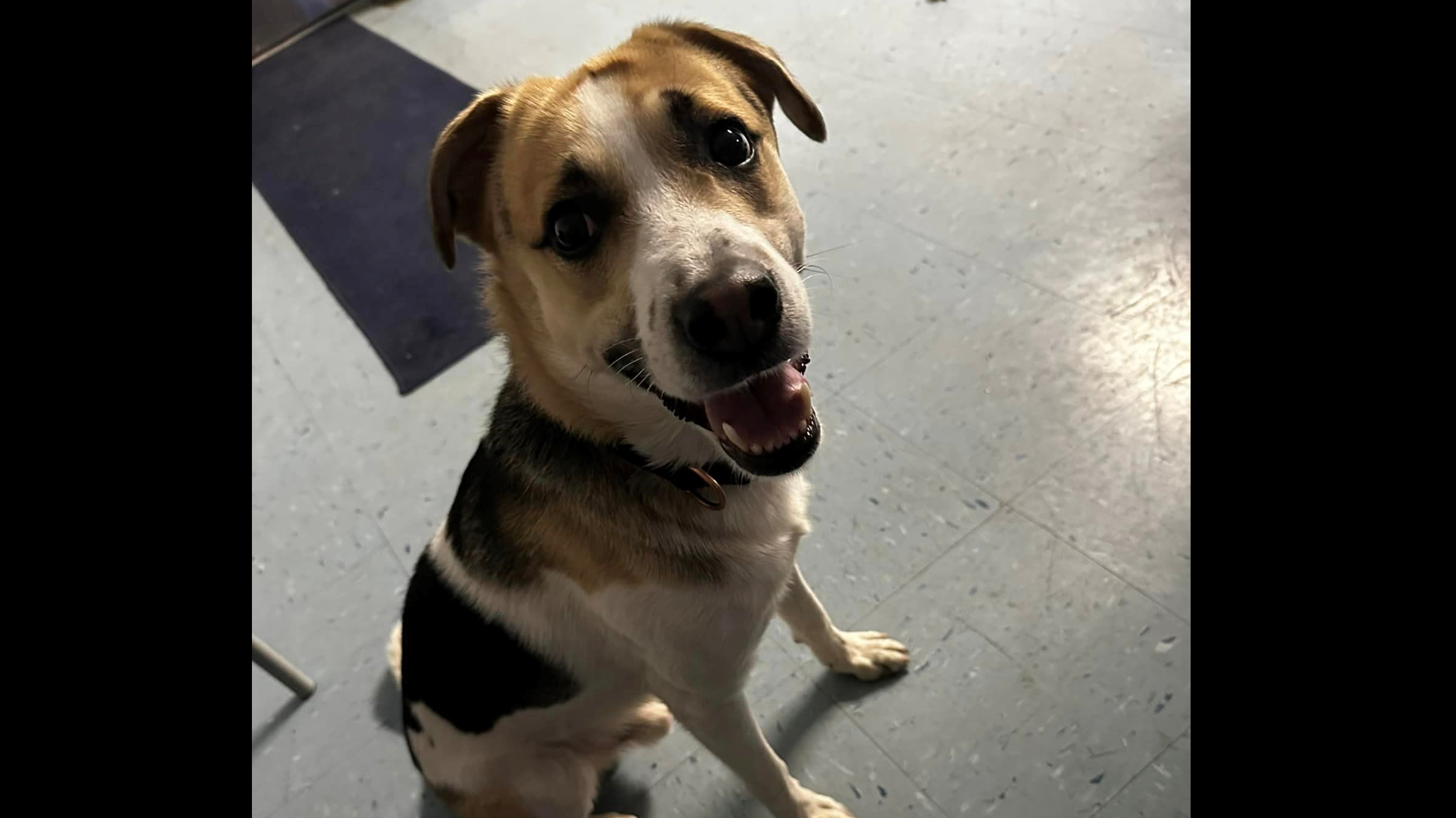 ‘I’m King. I’m a good boy’: Difficult choice led owner to leave dog with Monee police