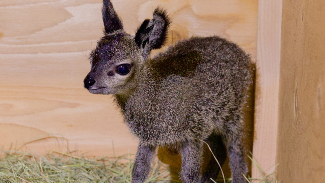 New klipspringer born at Dallas Zoo, also celebrate 24th birthday of oldest one
