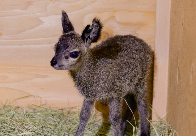 Dallas Zoo
