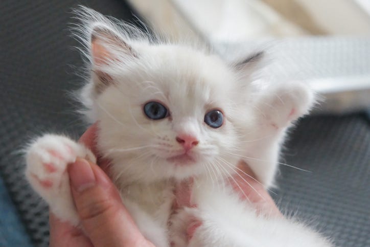 kitten