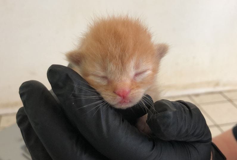 kitten