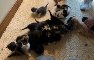 Rescued kittens