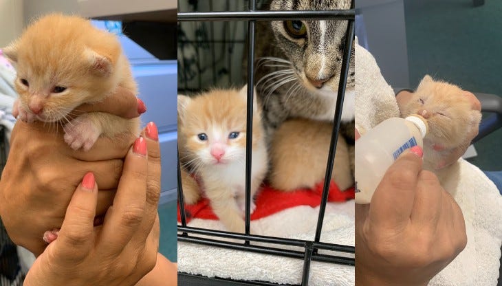 A kitten being held, a kitten with its mother, and another kitten being bottle-fed.