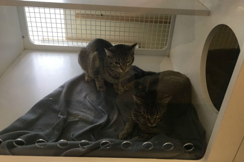 cats at Homeward Bound Pet Adoption Center