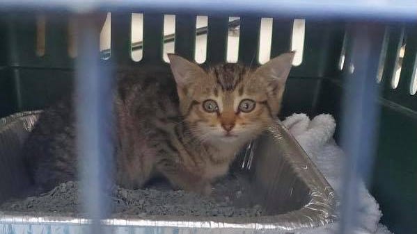 Troy police rescue a kitten stuck in an engine