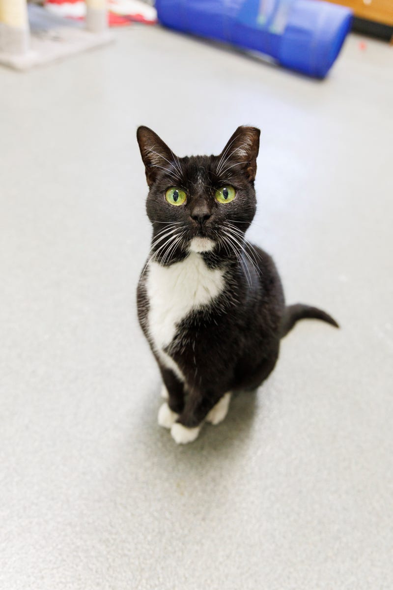 Kitty Wu at The Humane Society of North Central Florida