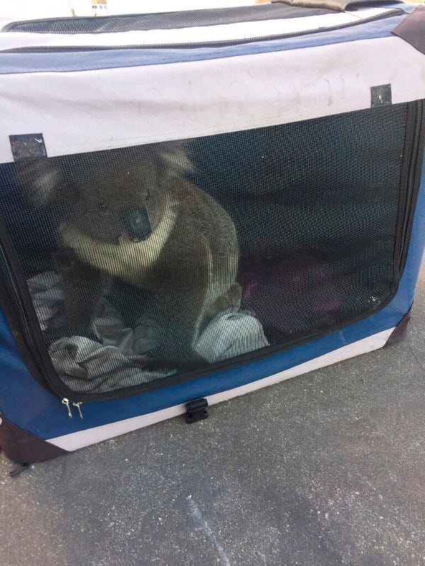 koala rescued