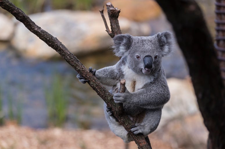 Koala