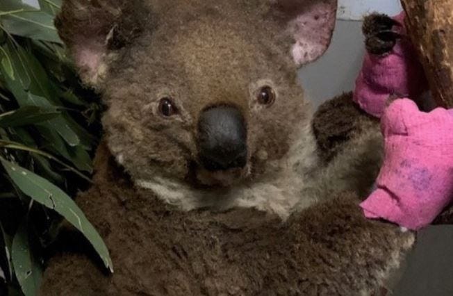 Koala rescued in Australia