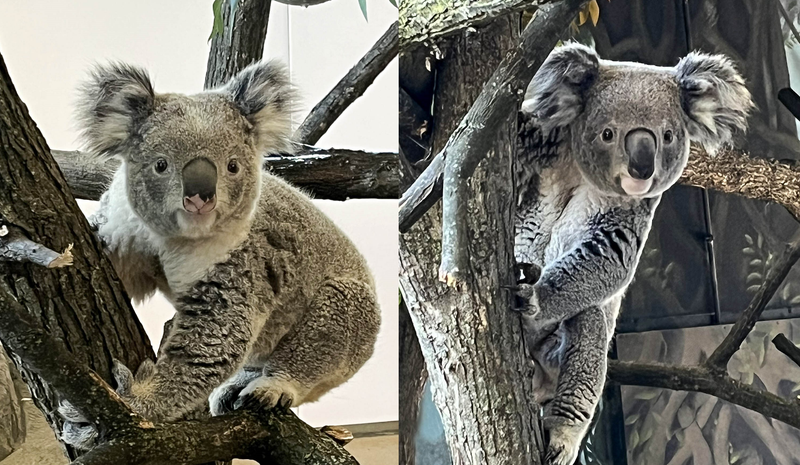 Koalas Brumby, left, and Willum, right, will make their first public appearances at the Brookfield Zoo on Tuesday.