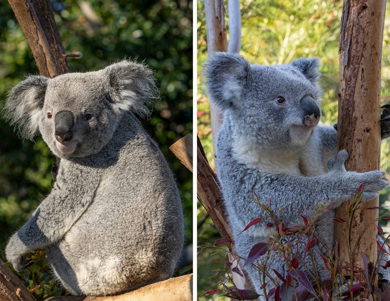 koalas facing different directions