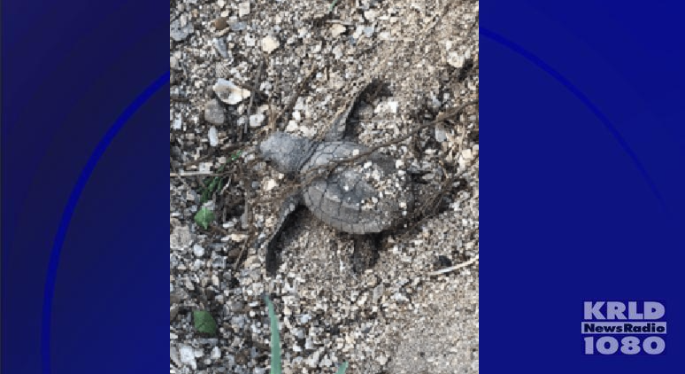 Saving turtles