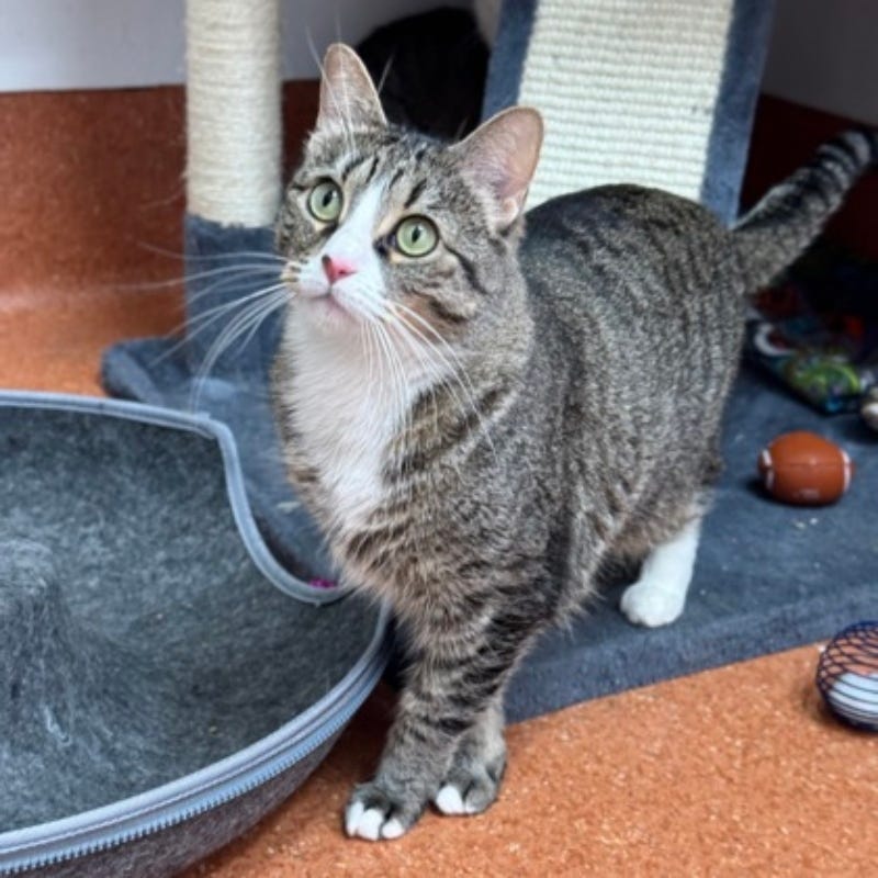 Kylo @ Austin Humane Society 3/5/25