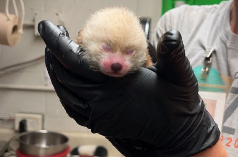 This is the third litter at the zoo for 8-year-old mother Maliha and her second in two years, carnivore and primate lead keeper Annie Marcum told WWJ's Beth Fisher.