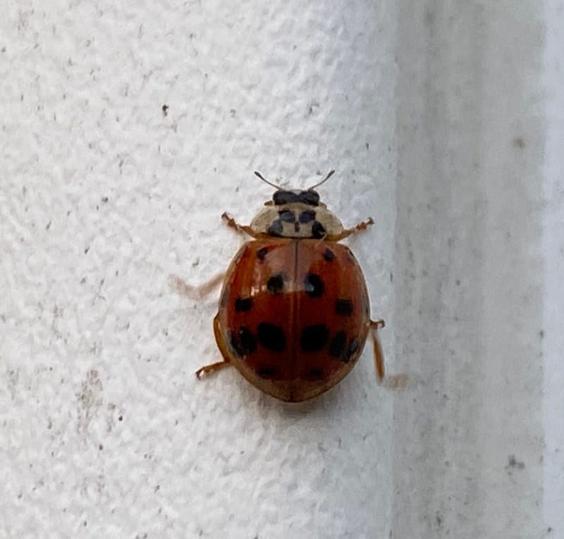 lady beetle