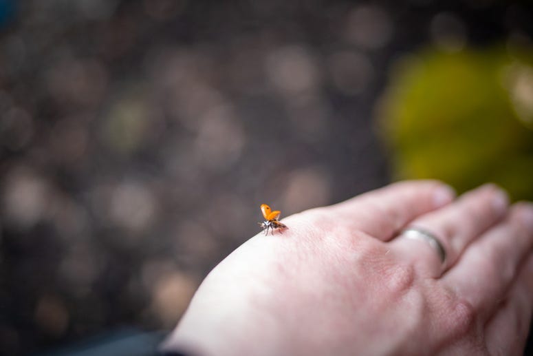 Ladybug(s)