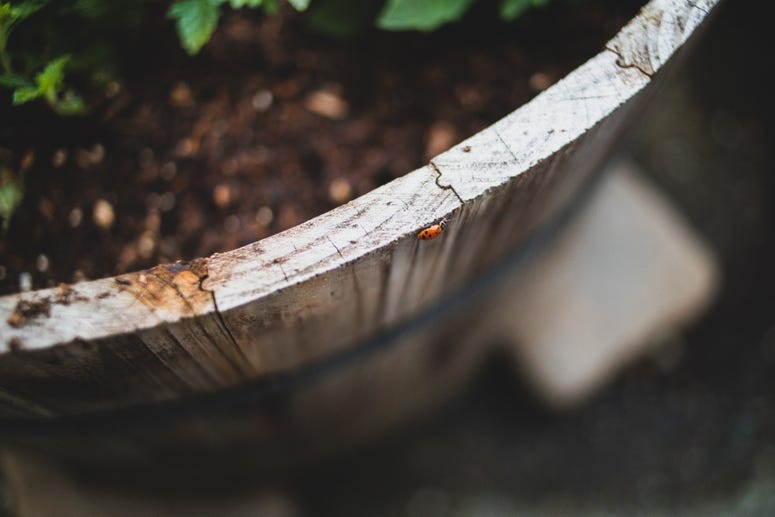 Ladybug(s)