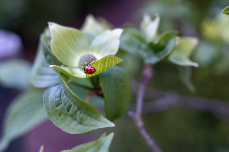 Ladybug(s)