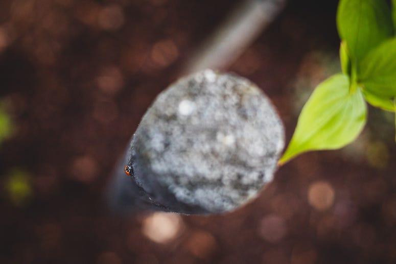 Ladybug(s)