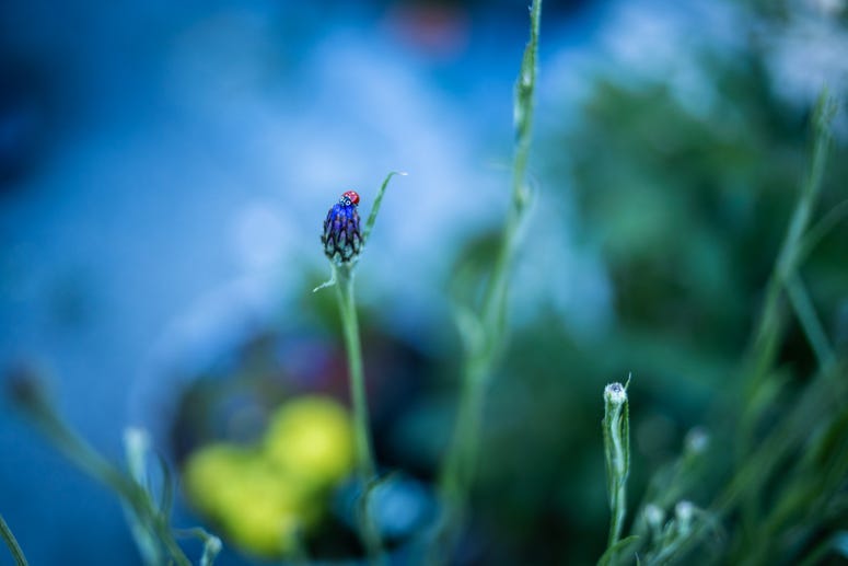 Ladybug(s)